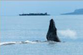 Maui Whale Watching